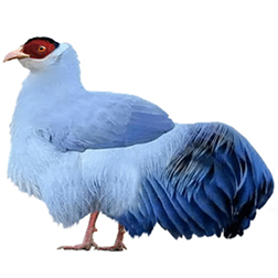 Tibetan Eared Pheasant